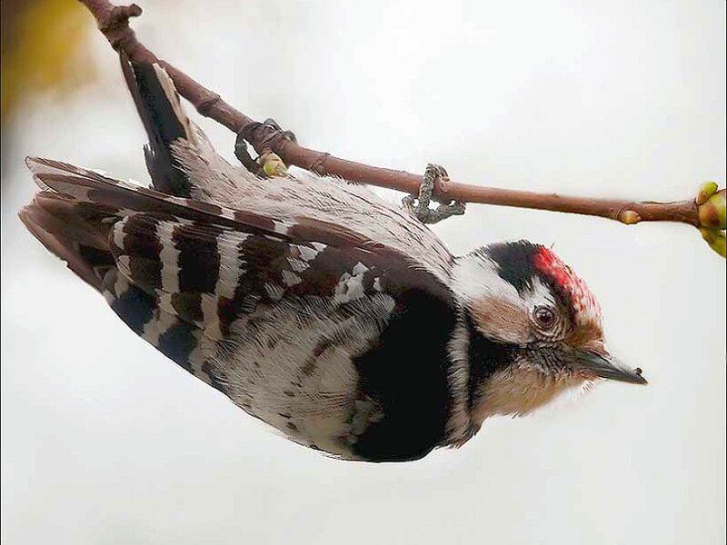 Woodpecker on Branch