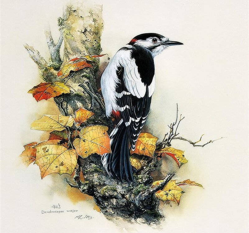 Woodpecker on Branch — White