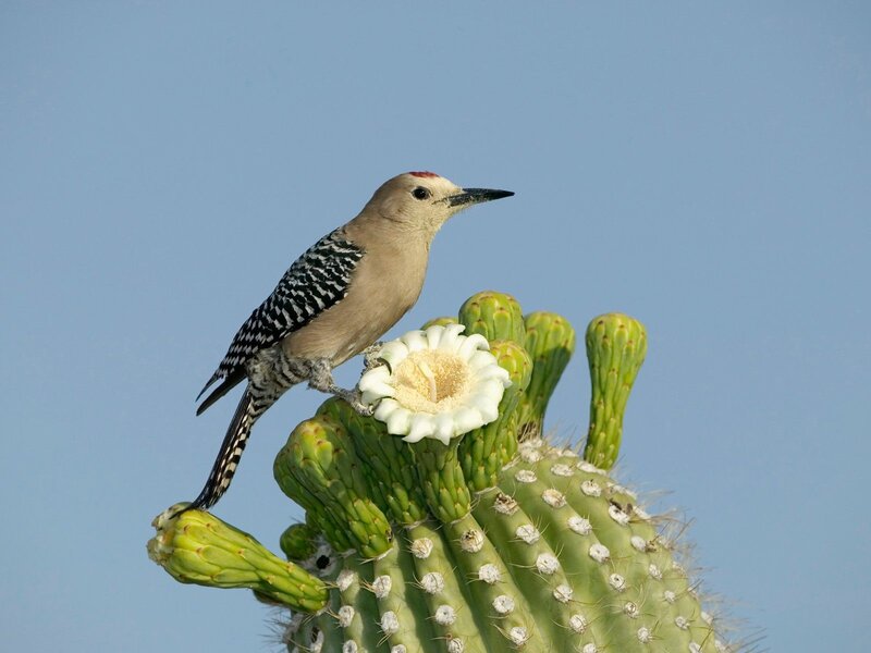 Woodpecker on Cactus — Blue, Serene