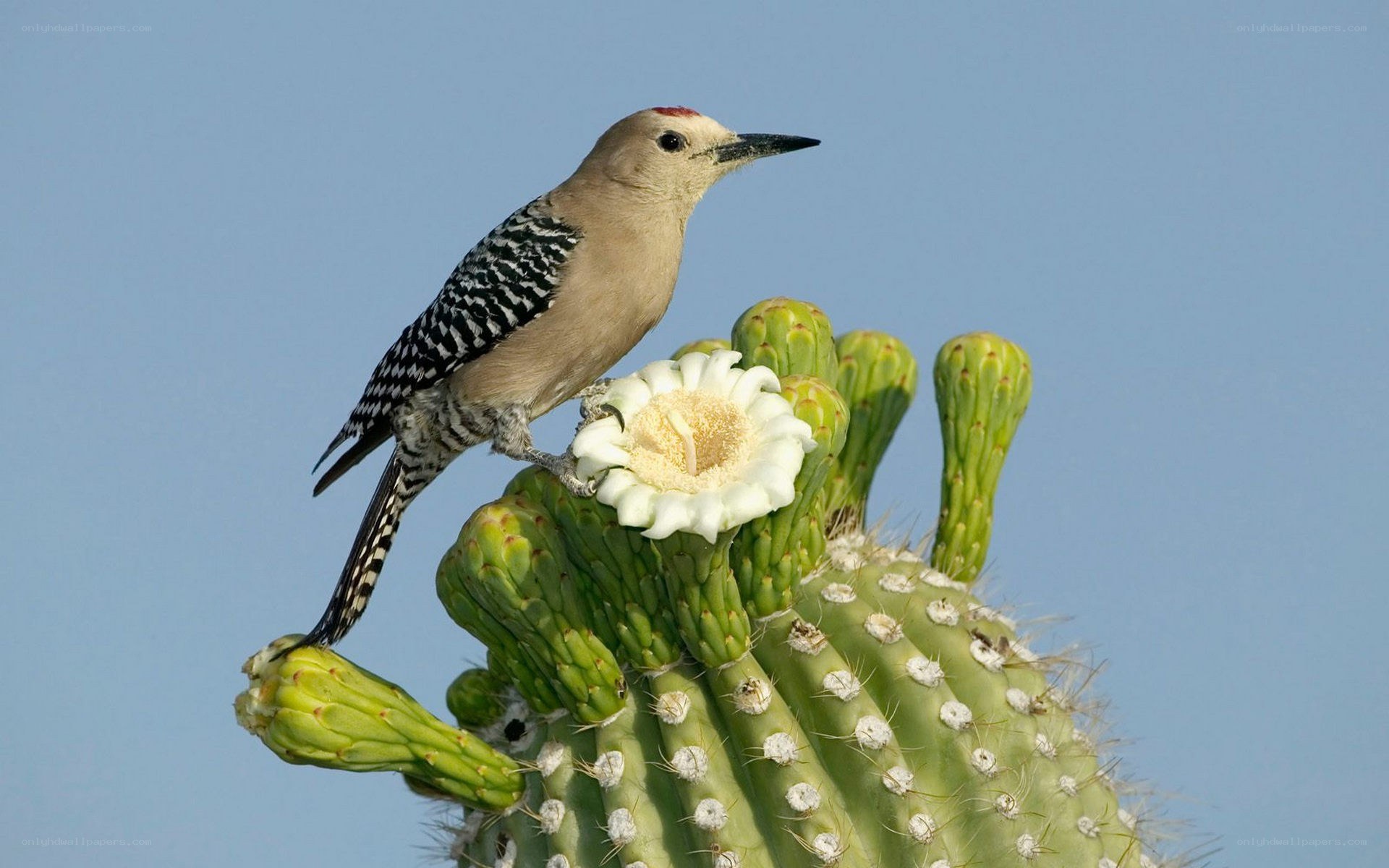 Woodpecker on cactus flower
