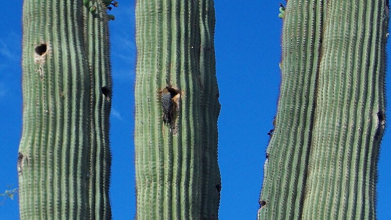 Woodpecker on Cactus — Green, Natural