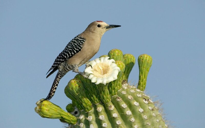 Woodpecker on Cactus — Green, Serene, Afternoon, Photograph