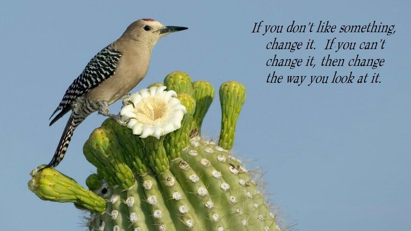 Woodpecker on Cactus — Green, Serene, Afternoon