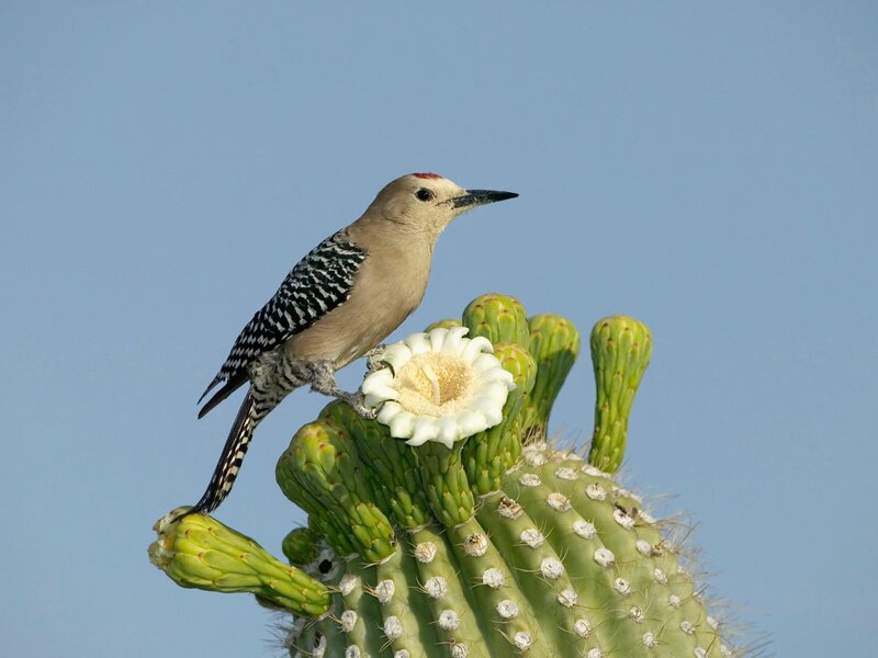 Woodpecker on Cactus — Green, Serene