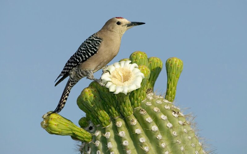 Woodpecker on Cactus — Green