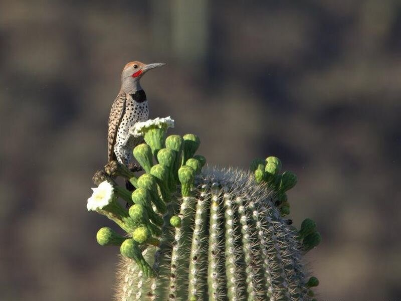 Woodpecker on Cactus