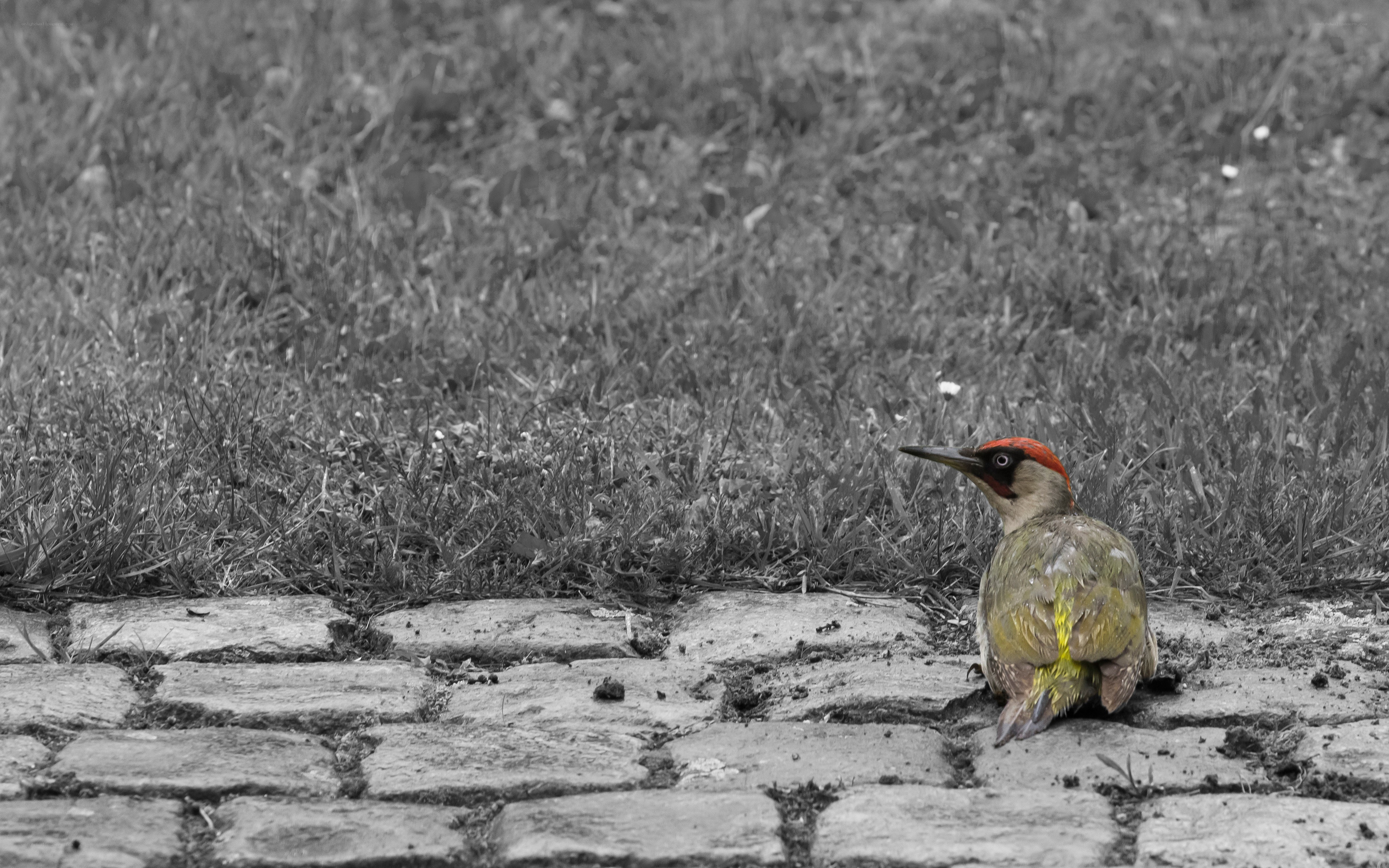 Woodpecker on cobblestones