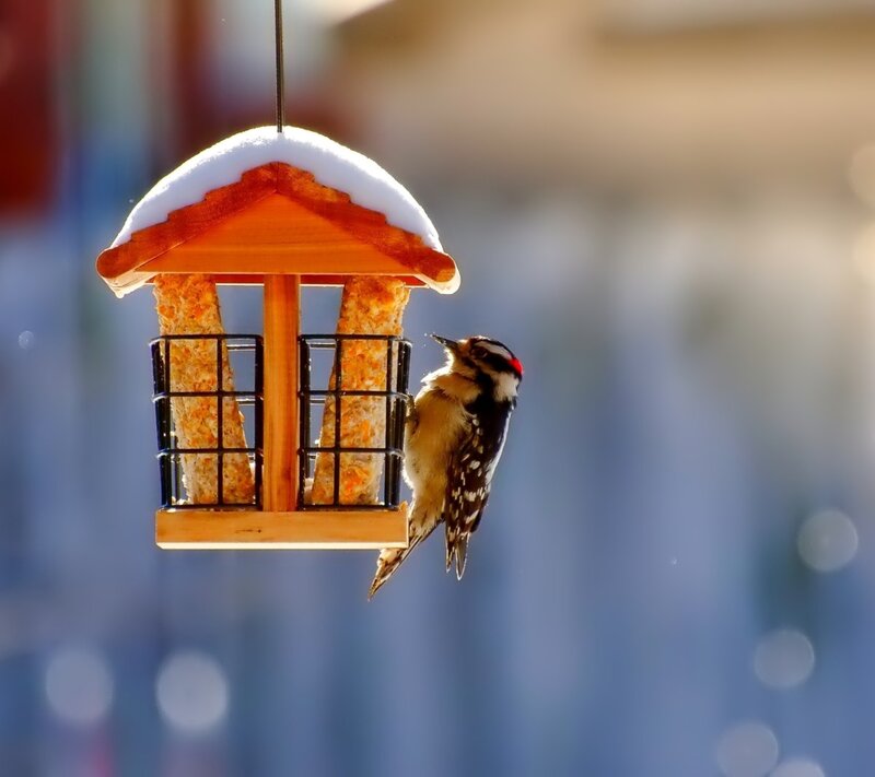 Woodpecker on Feeder — Blue