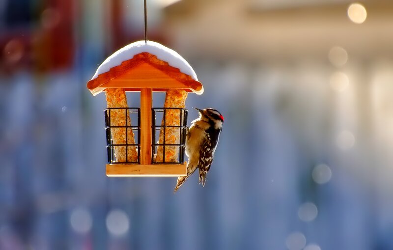 Woodpecker on Feeder — Brown