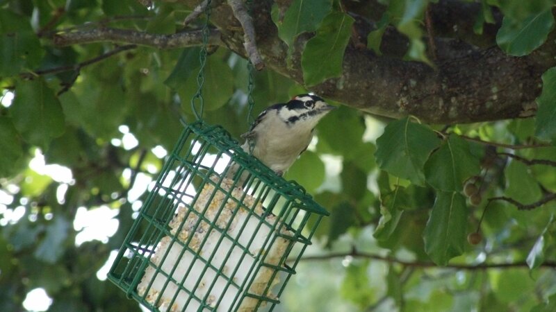 Woodpecker on Feeder — Green