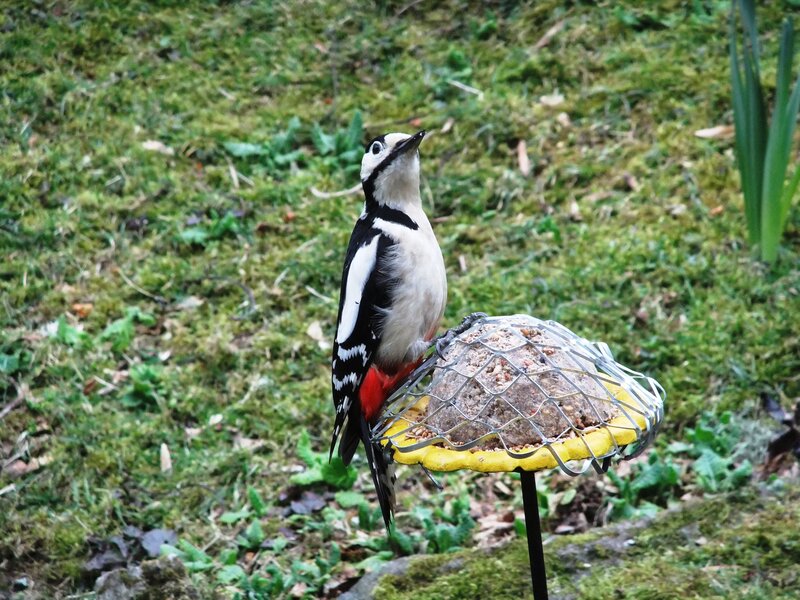 Woodpecker on Feeder