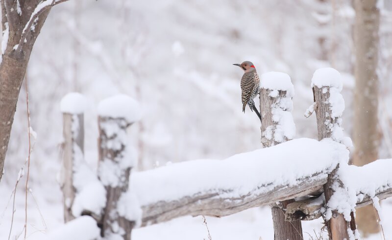 Woodpecker on Fence