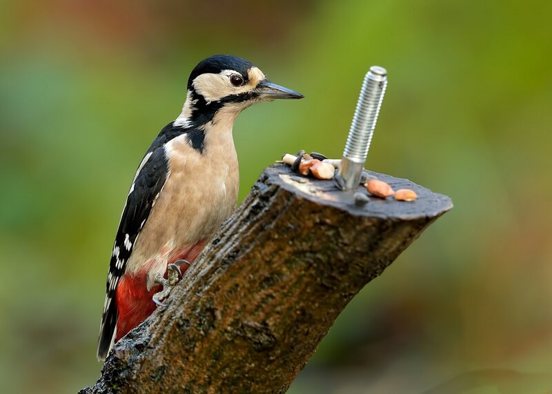 Woodpecker on Log — Brown