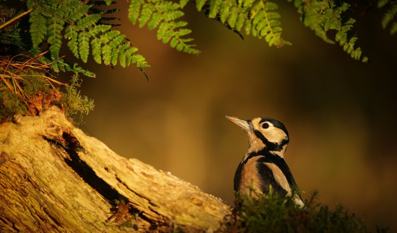 Woodpecker on Log — Green