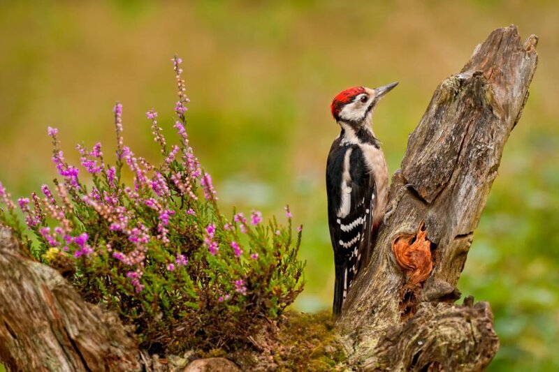 Woodpecker on Log