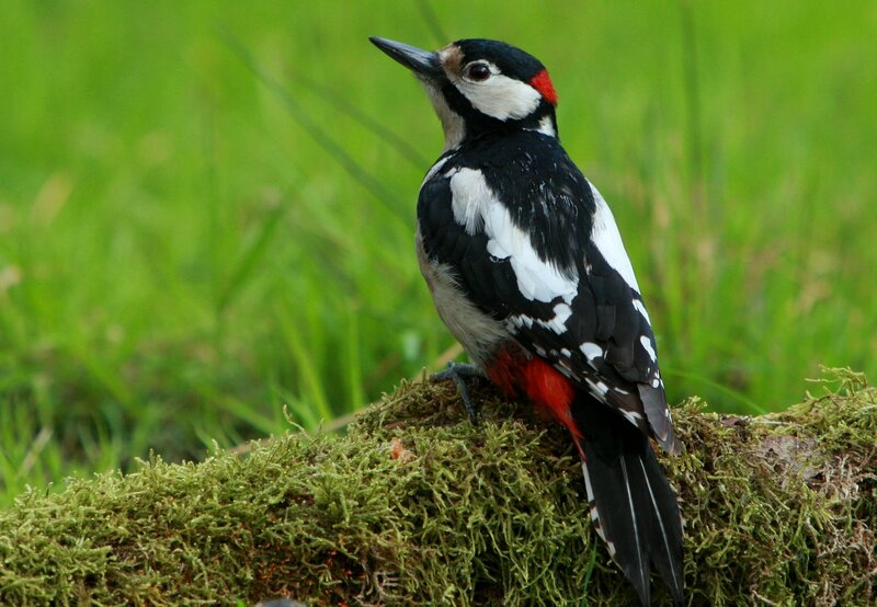 Woodpecker on Moss