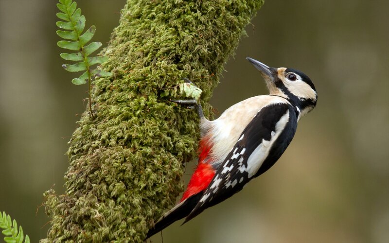 Woodpecker on Mossy Branch