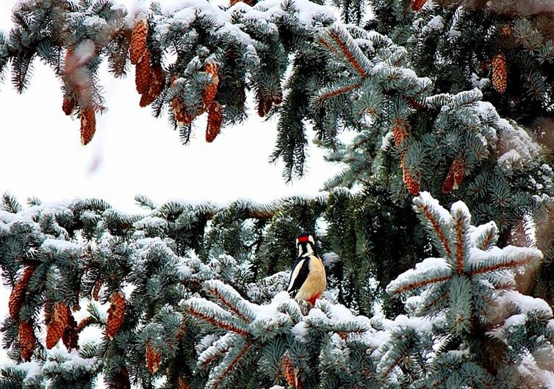 Woodpecker on Pine Branch