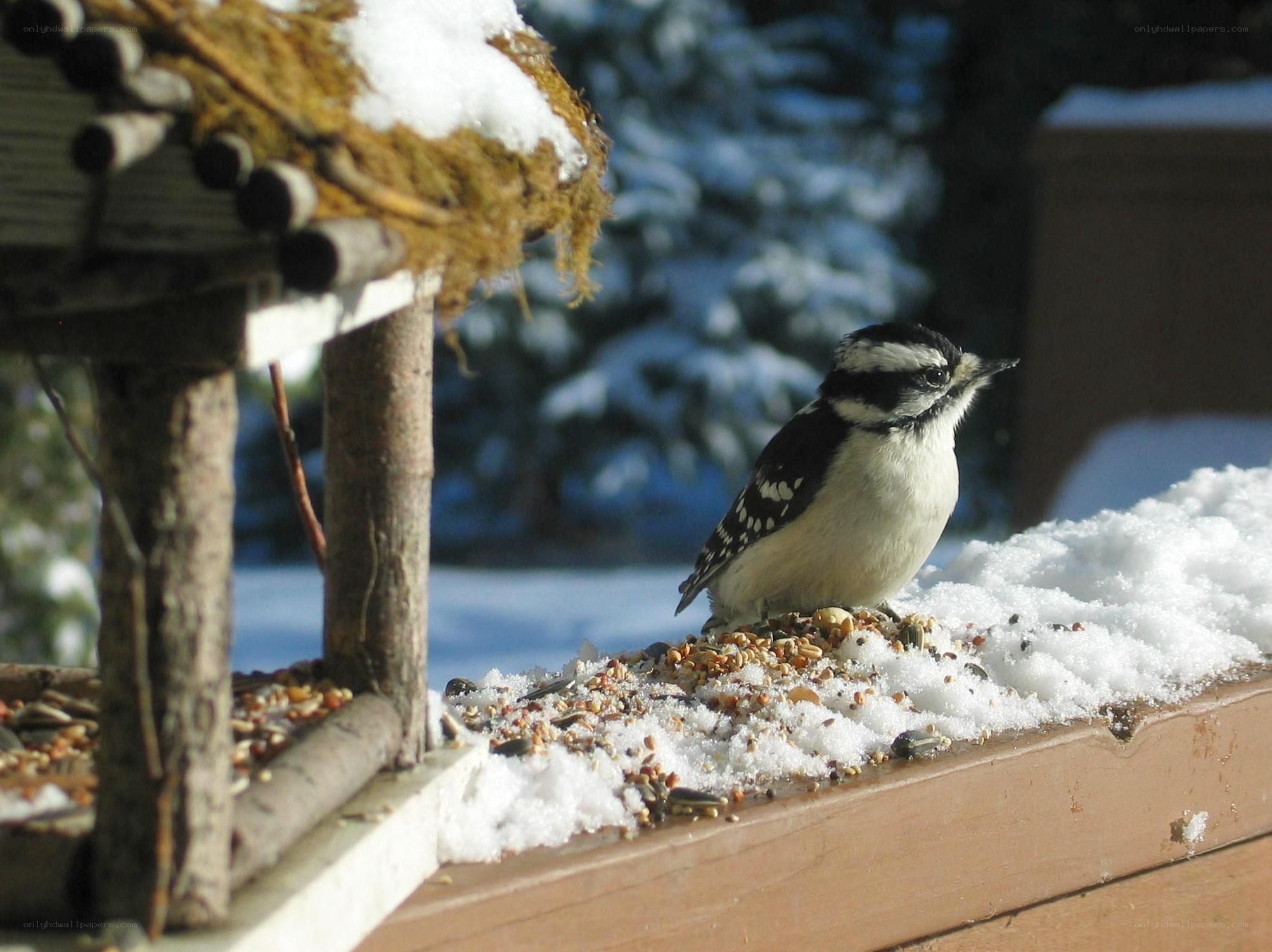 Woodpecker on snowy feeder