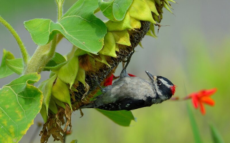 Woodpecker on Sunflower