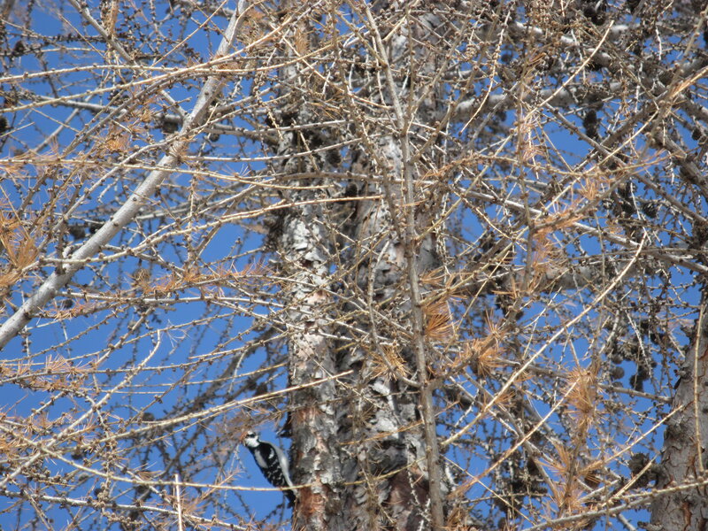 Woodpecker on Tree — Blue, Calm