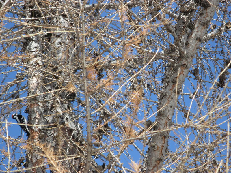 Woodpecker on Tree — Blue
