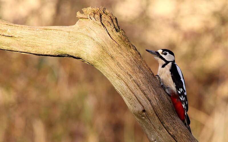 Woodpecker on Tree Branch