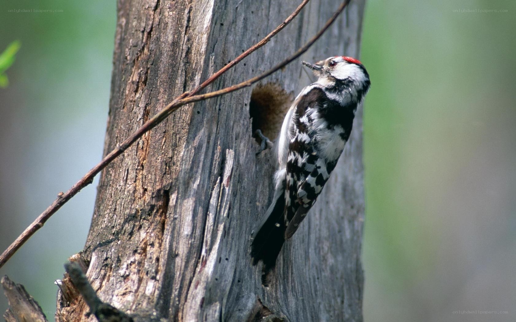 Woodpecker on tree trunk