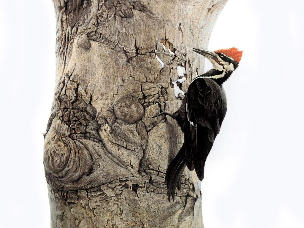 Woodpecker on tree trunk