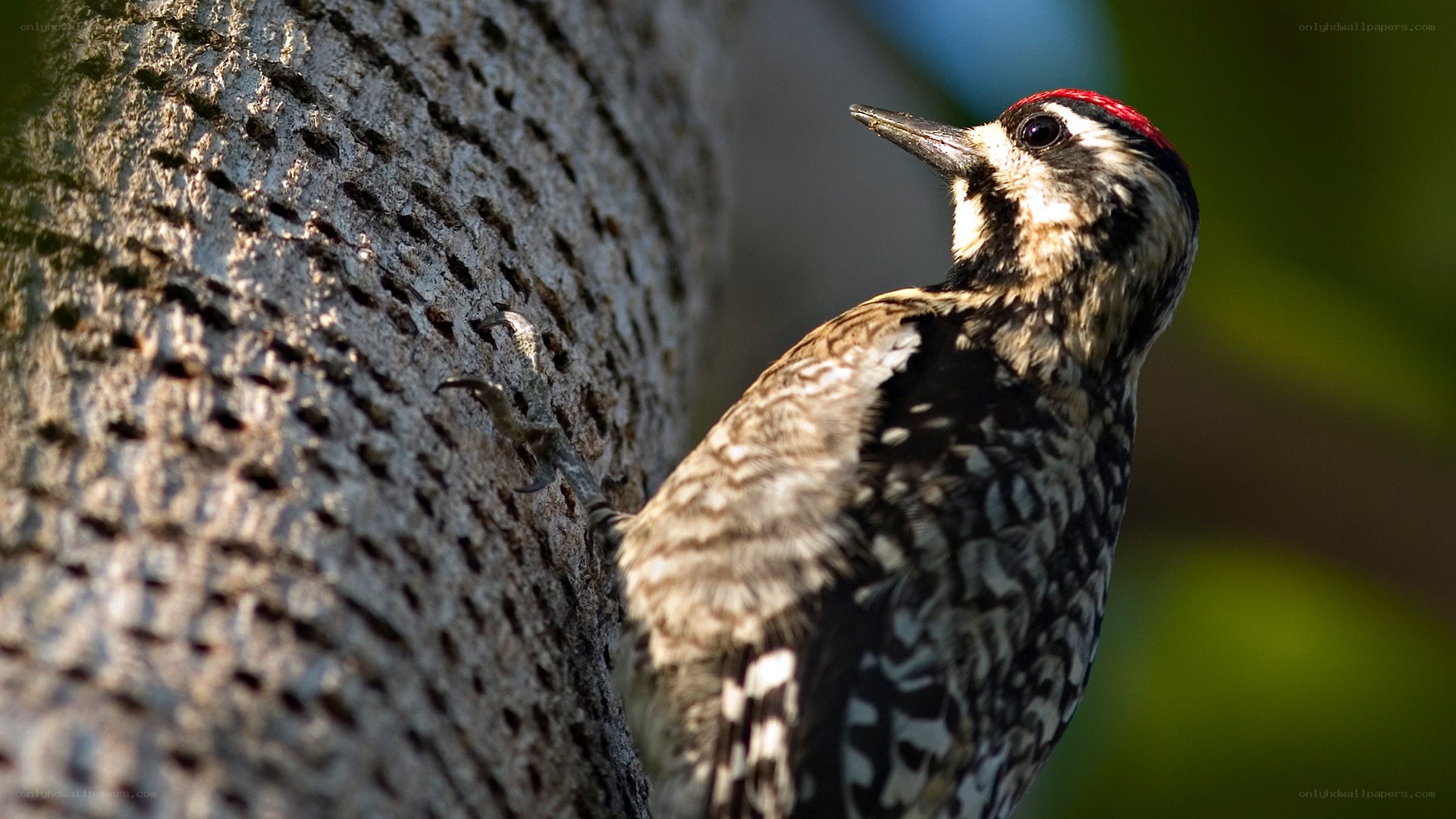 Woodpecker on tree trunk