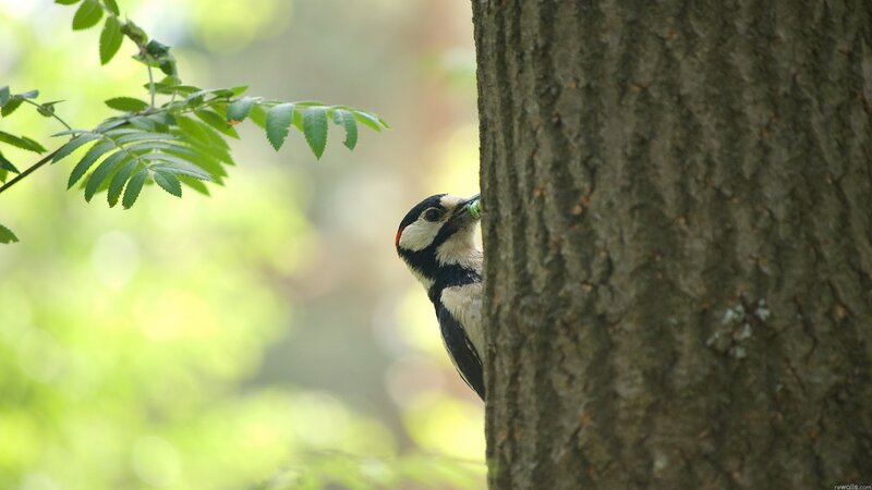 woodpecker on tree trunk