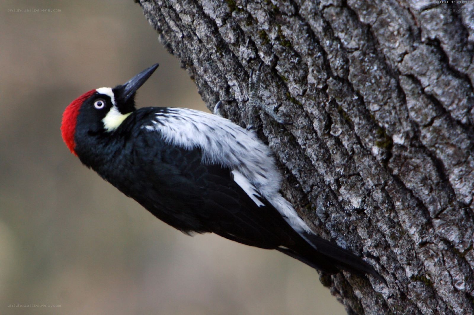woodpecker on tree trunk