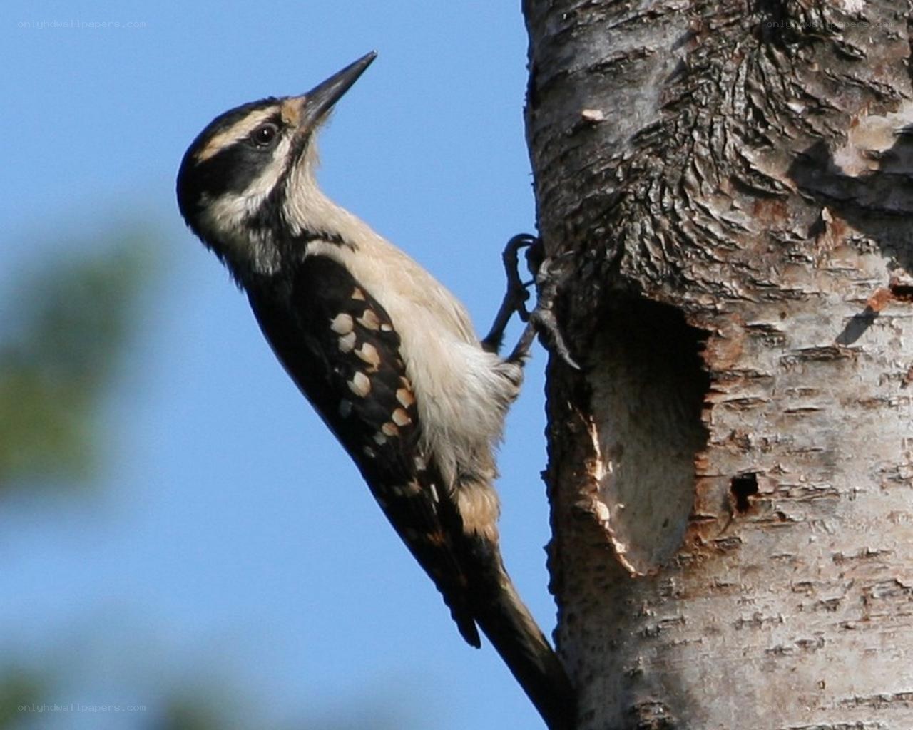 woodpecker on tree trunk