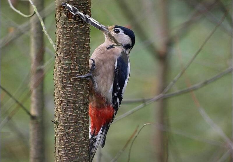 Woodpecker on tree trunk