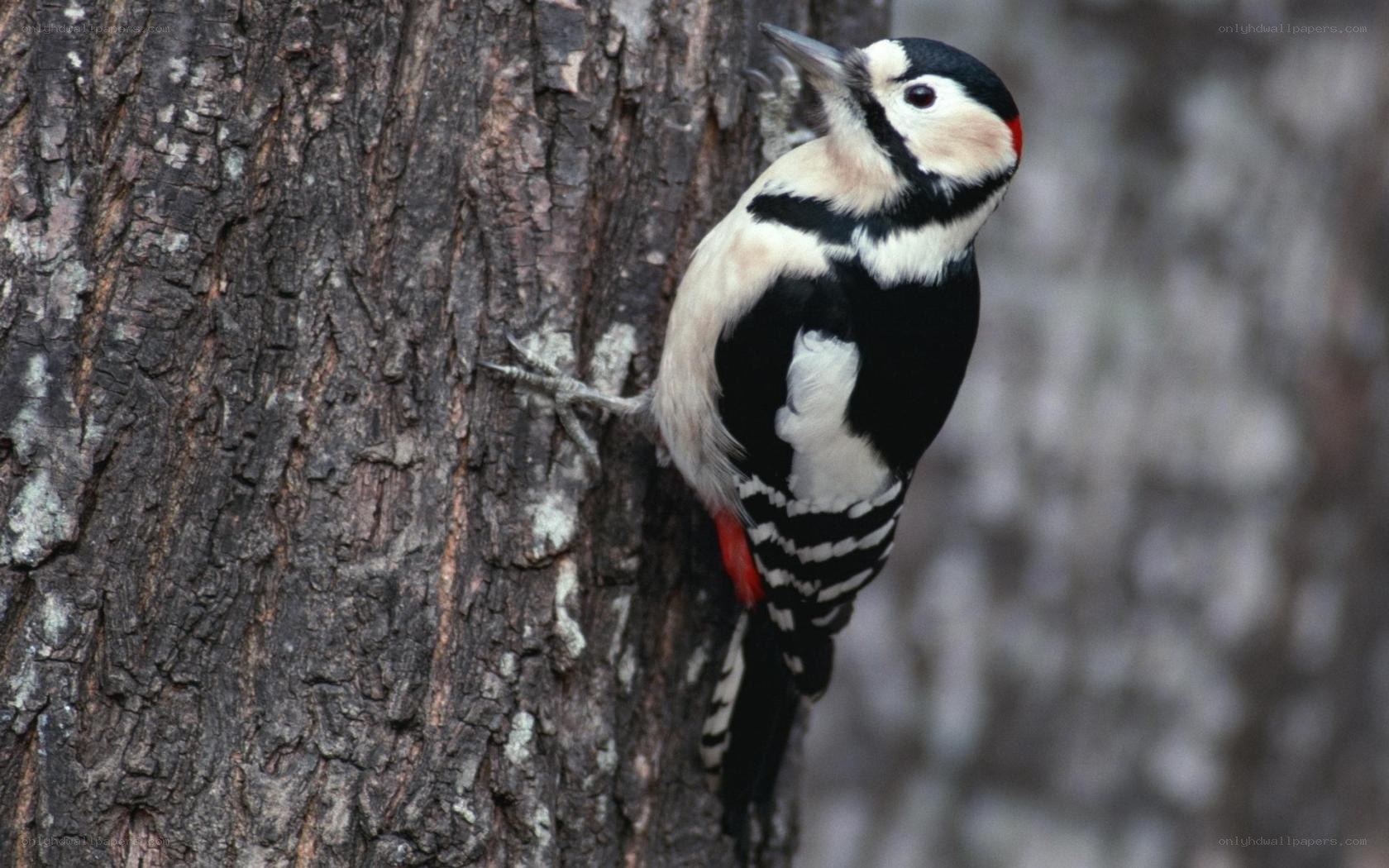 Woodpecker on tree trunk