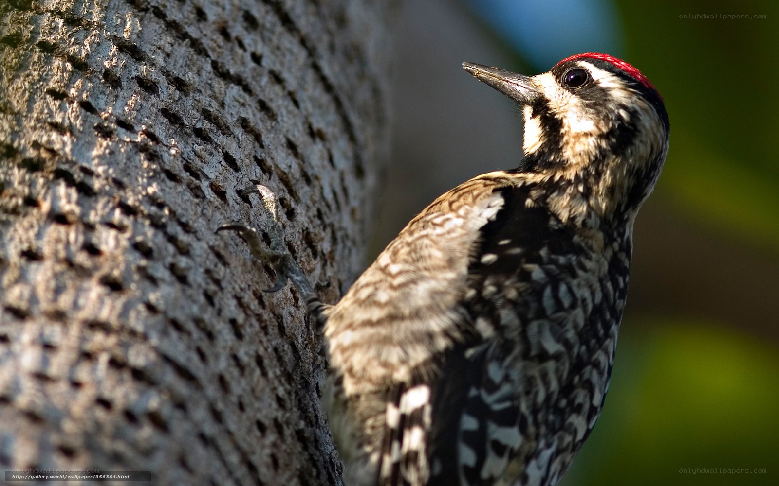 Woodpecker on tree trunk