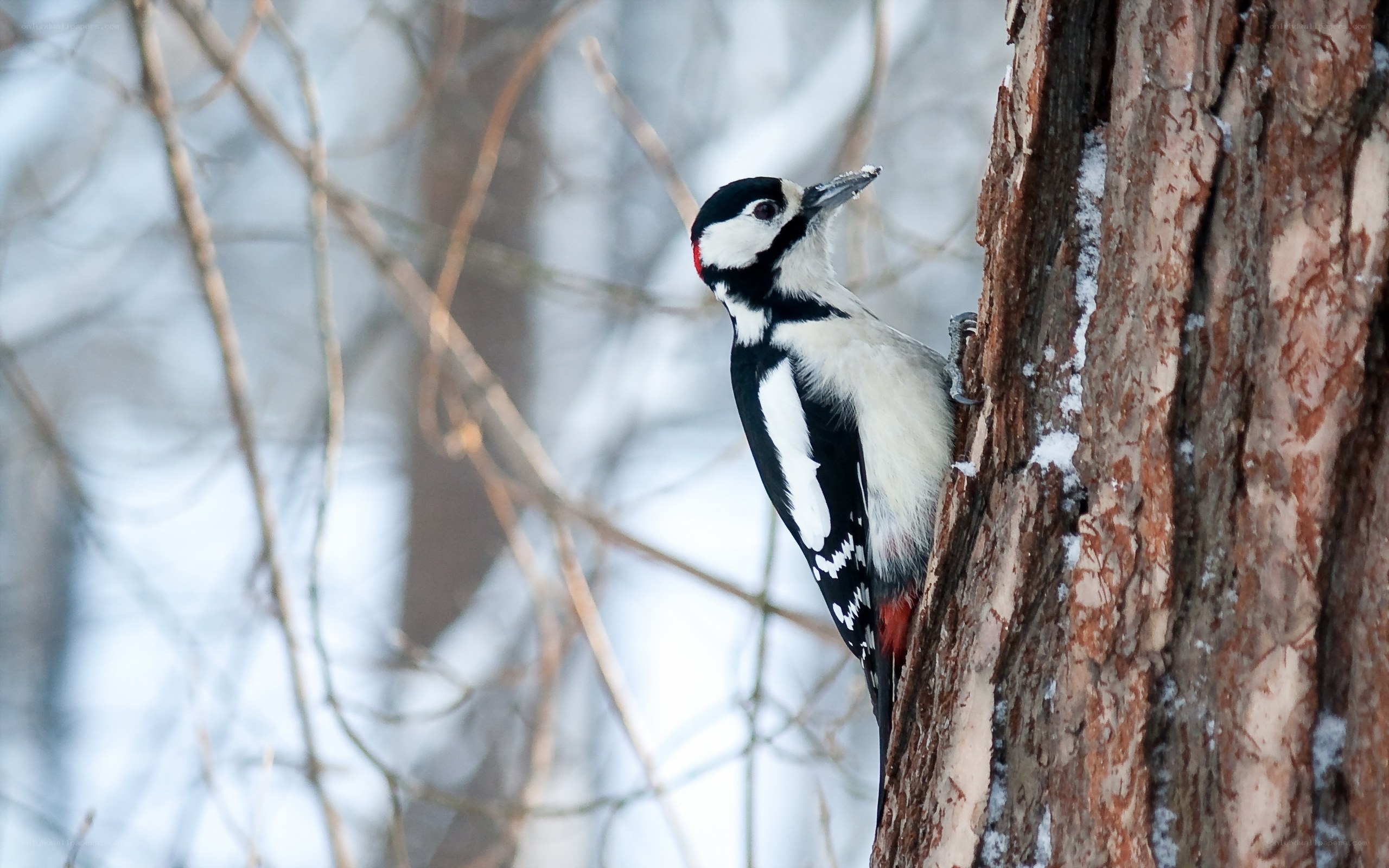 Woodpecker on tree trunk