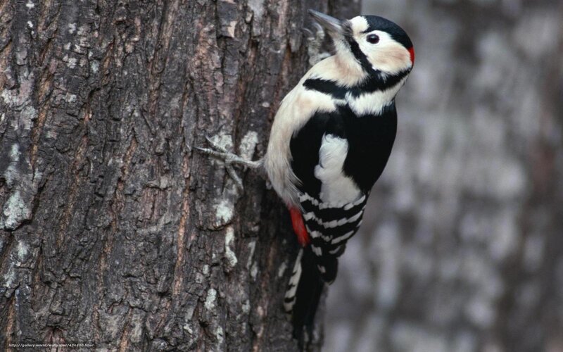 woodpecker on tree trunk
