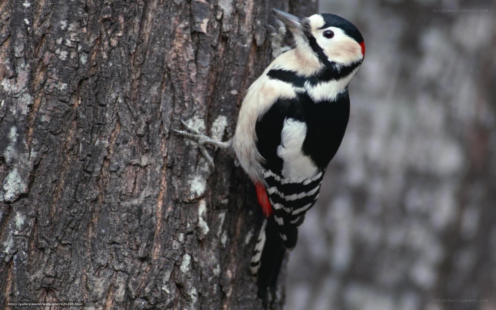 woodpecker on tree trunk