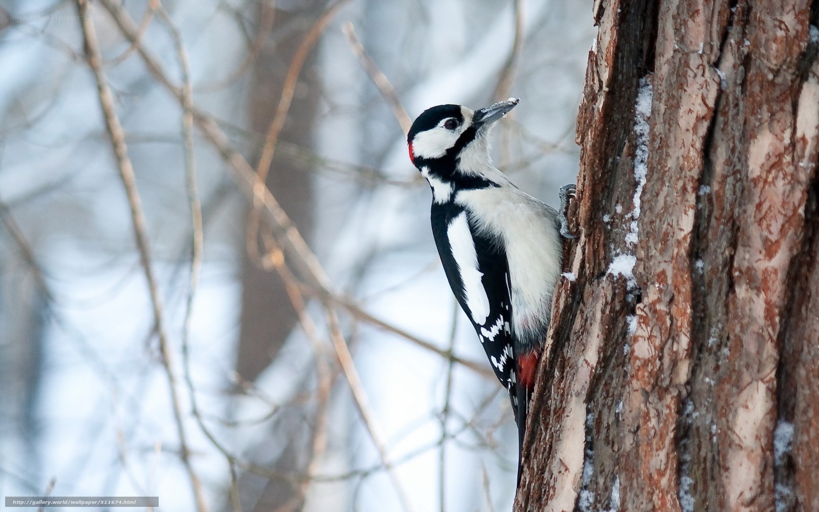 Woodpecker on tree trunk