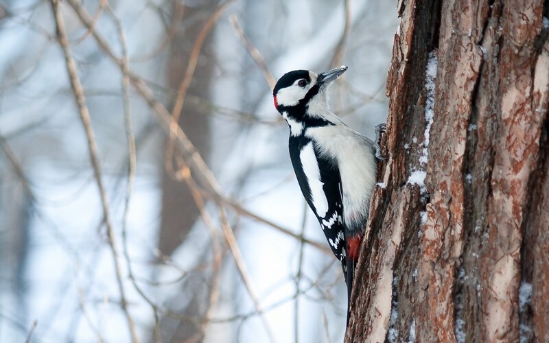 Woodpecker on Tree Trunk — Black, Calm