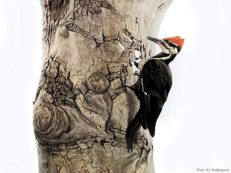 Woodpecker on Tree Trunk — Black, Natural, Illustration