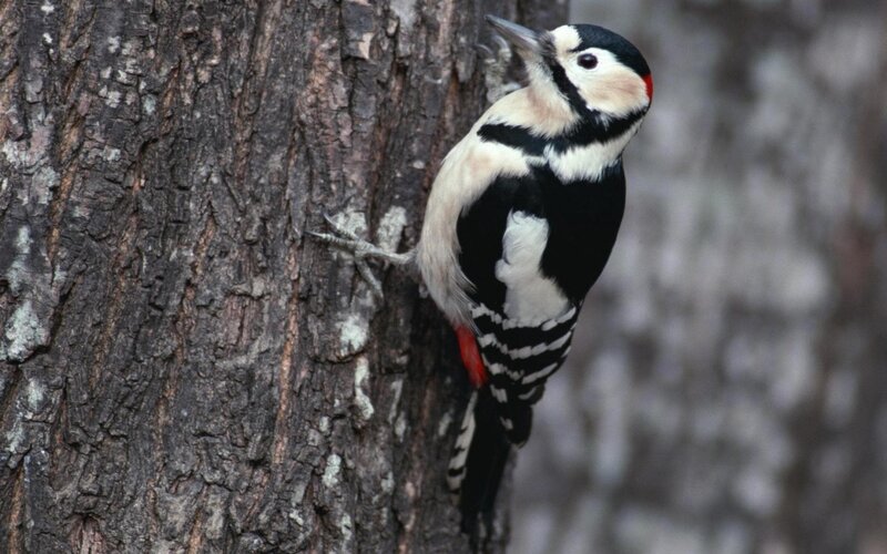 Woodpecker on Tree Trunk — Black, Natural, Photograph