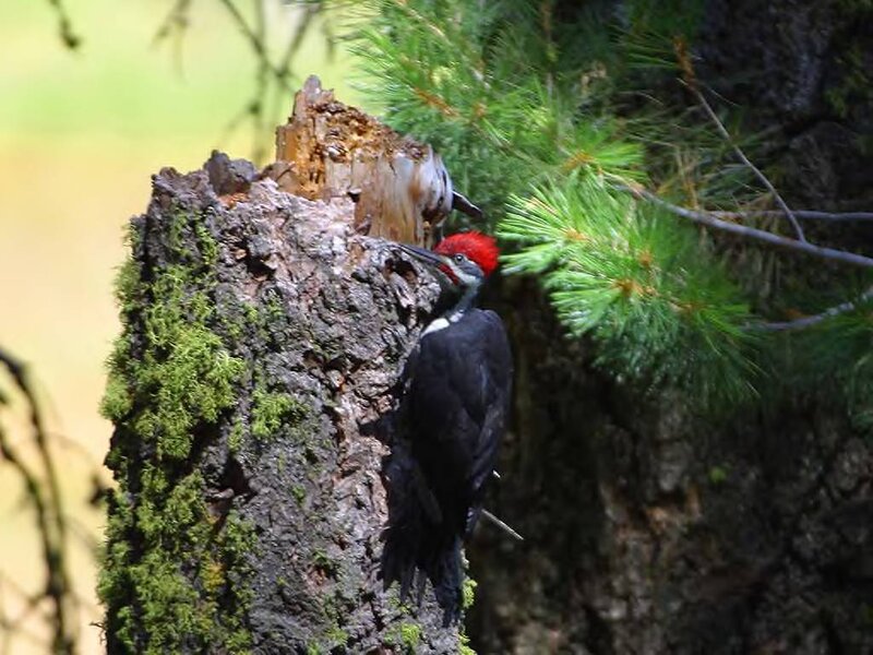 Woodpecker on Tree Trunk — Black, Natural