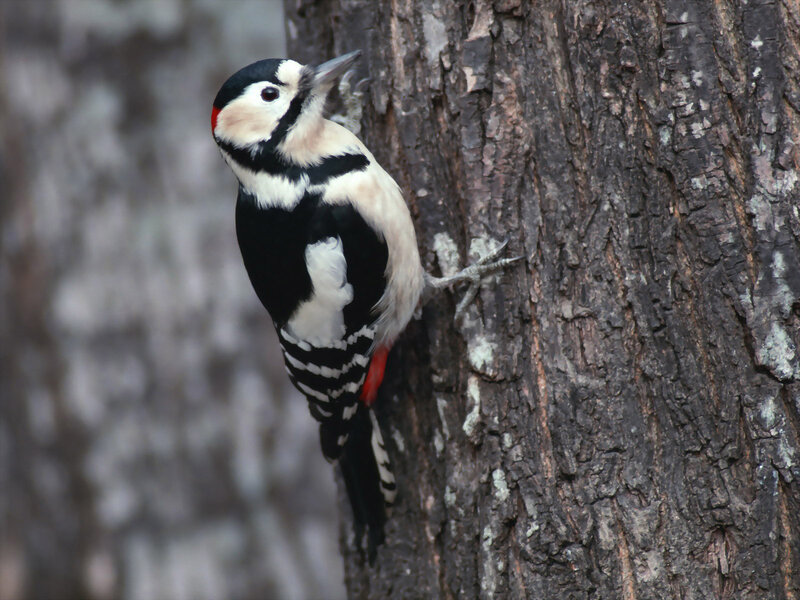 Woodpecker on Tree Trunk — Black