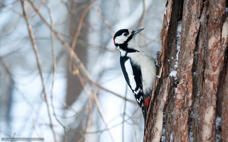 Woodpecker on Tree Trunk — Brown, Calm