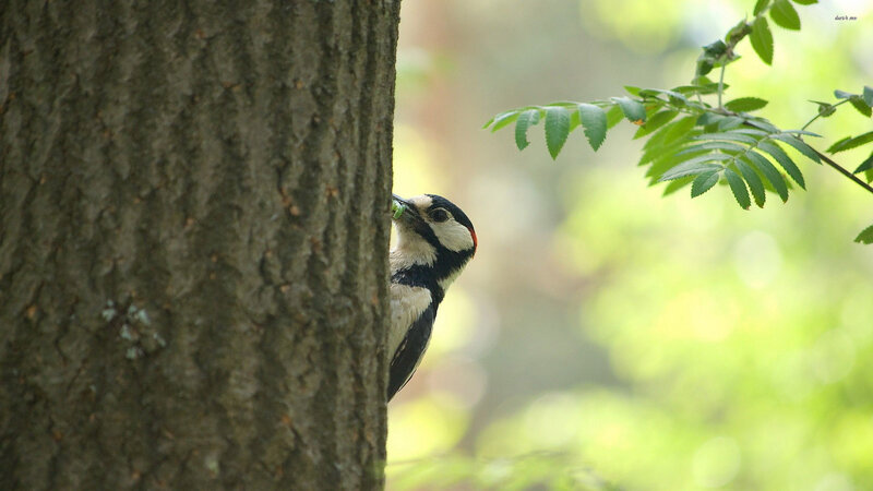 Woodpecker on Tree Trunk — Brown, Natural, Afternoon