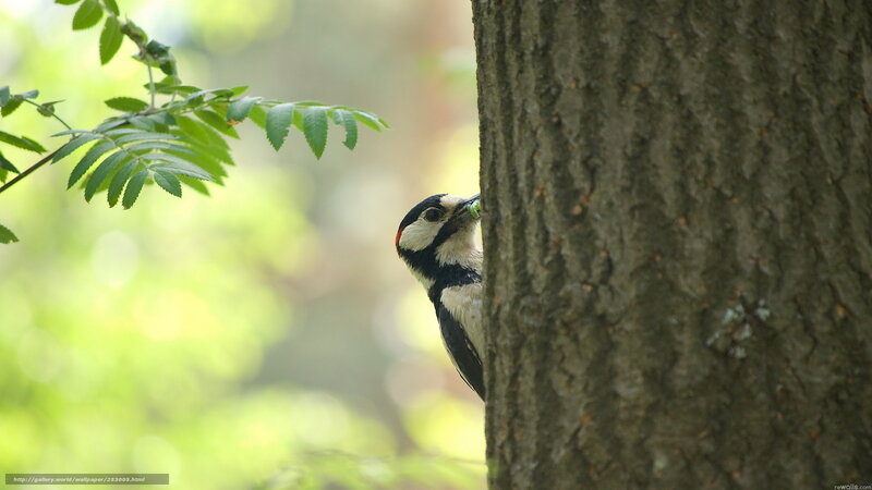 Woodpecker on Tree Trunk — Brown, Natural, Morning