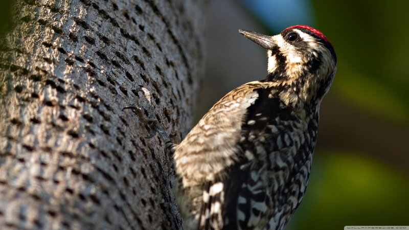 Woodpecker on Tree Trunk — Brown, Natural
