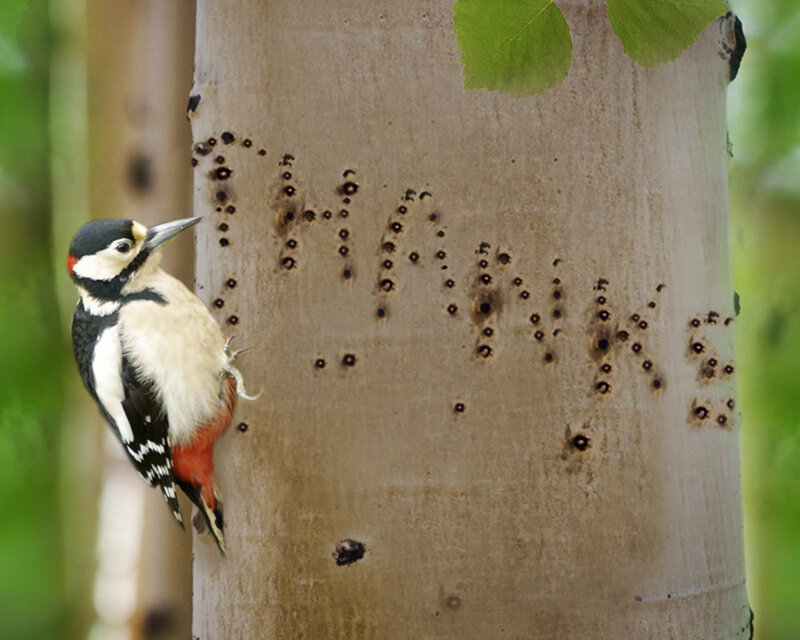 Woodpecker on Tree Trunk — Brown